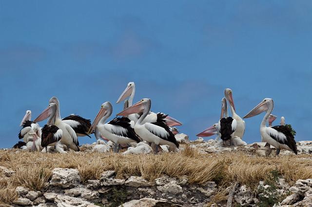 087 Penguin Island, pelikanen.jpg